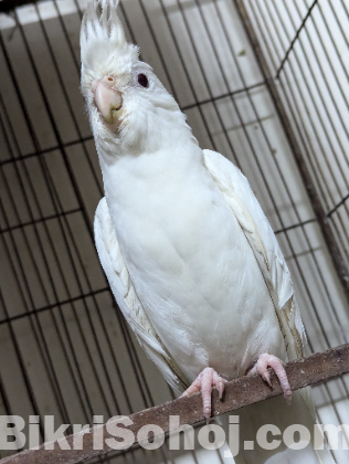 Albino cockatiel Male